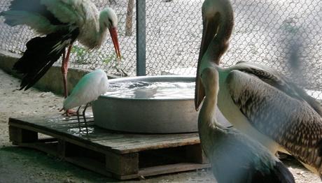 YARALI PELİKAN