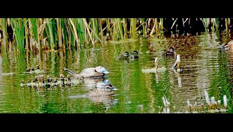 Kuşlara selam rekorlara devam...