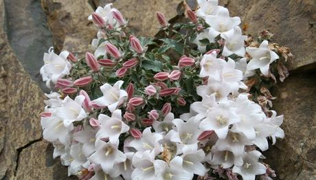 SEN  BU  YAYLAYI  DA YAYLAYAMAYSUN 