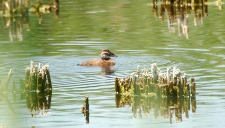 Örnek haber adı gelecek.
