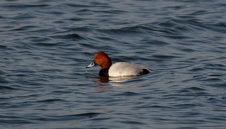Küçükçekmece gözlemi,01.03.08