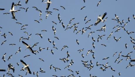 ADALARDA BİNLERLE GÖÇ