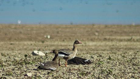 25.11.2007-karakaya barajı gözlemi-malatya