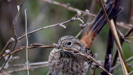 Üç Gün Zor Geçecek