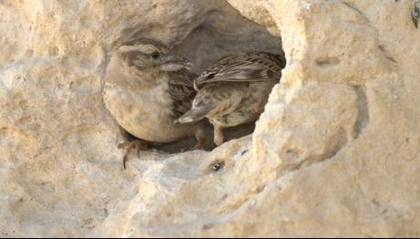 sabah kahvaltısı yayla gözlemleri.