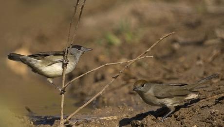 Ayvalık subaşı gözlemi