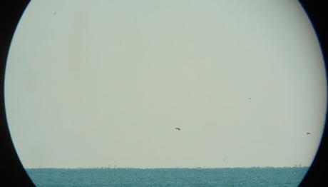 30-31 aralık mersin gözlemi