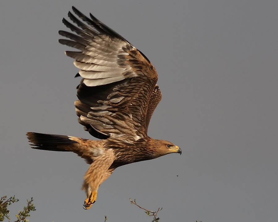 avcilar-sah-kartali-vurdu!