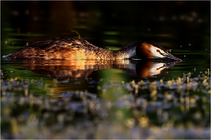 sanliurfa\da\kus-sayisi-azaldi\