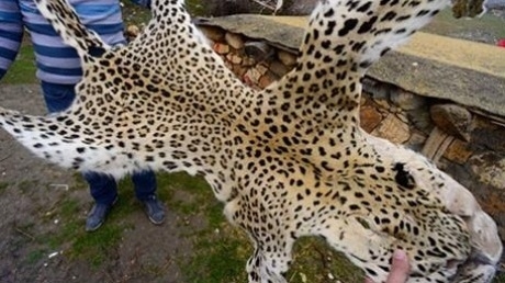 leopar-36-yil-sonra-siirt\te-ortaya-cikti