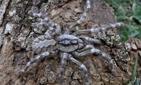 dev-bir-tarantula-turu-kesfedildi