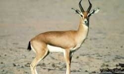 fabrika-yapimini-gazella-onledi