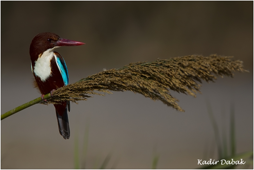 dicle-vadisi\ndeki-kus-turu-182\ye-cikti