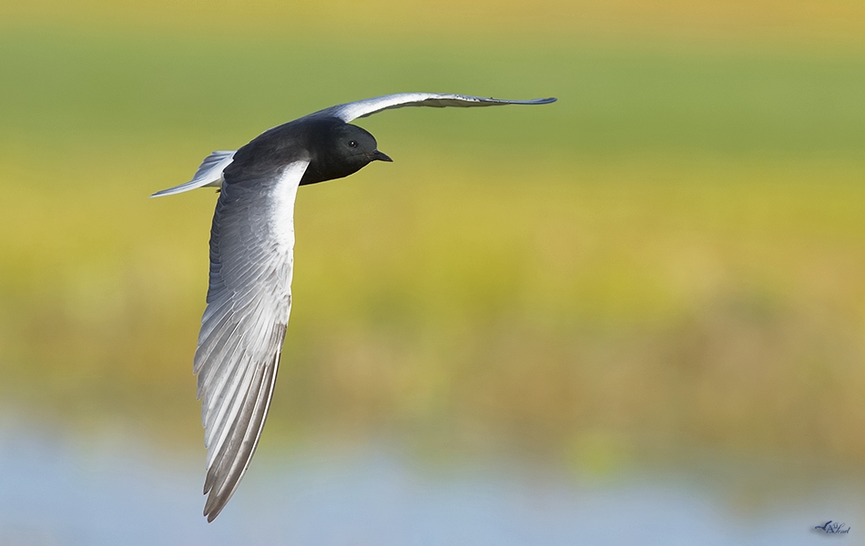 \gavur-golu\-yeniden-kus-cennetine-donusecek