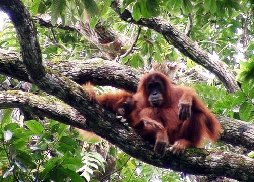 orangutanlarin-muhendislik-becerisi