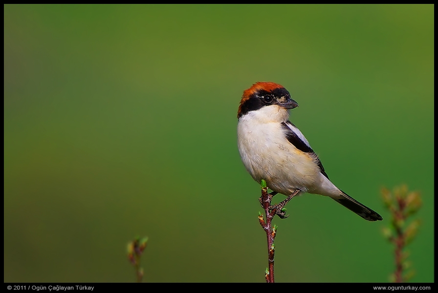 sulak-alanlar-kurumasina-ragmen-kuslar-erzurum-ovasi\ni-terketmedi