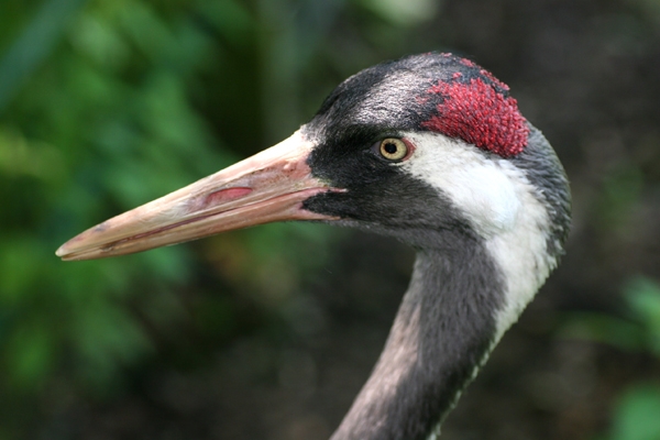 bakanlik-\turna\ya-el-atti