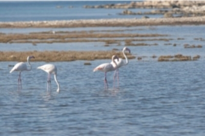 esra-karakaya-anadolu-lisesi-kuslari-avrupa\da-gozlemleyecek