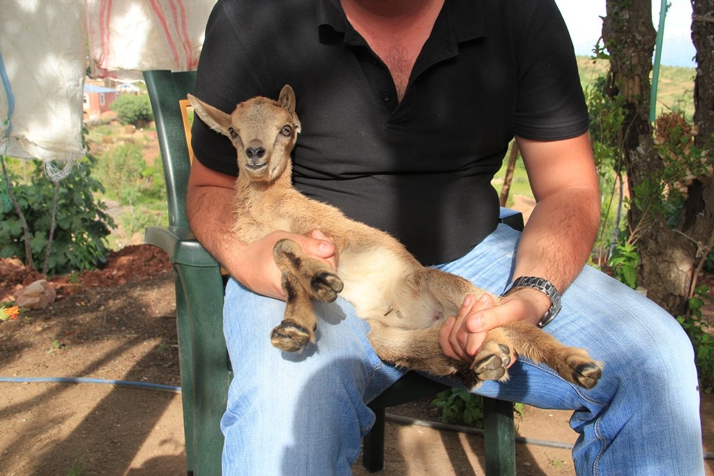 dogadan-alinan-yavru-yaban-kecisi-icin-agir-ceza