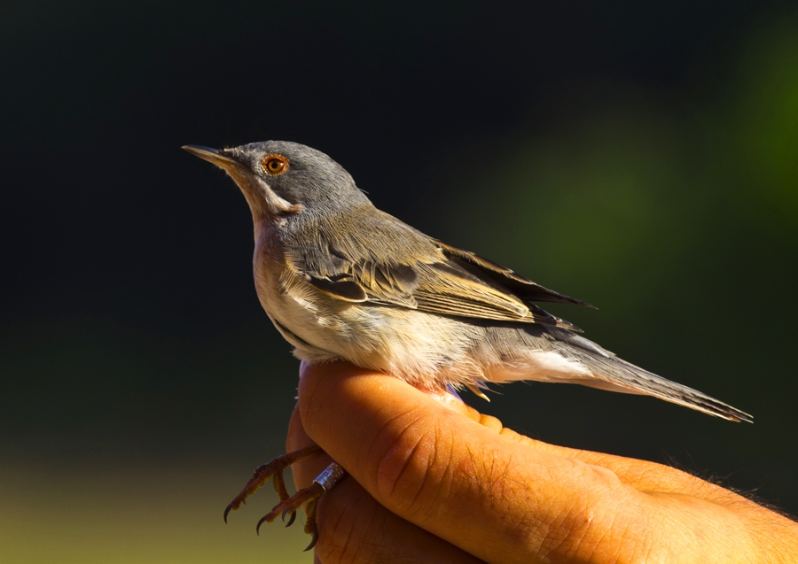 kizilirmak-deltasinda-yeni-tur!