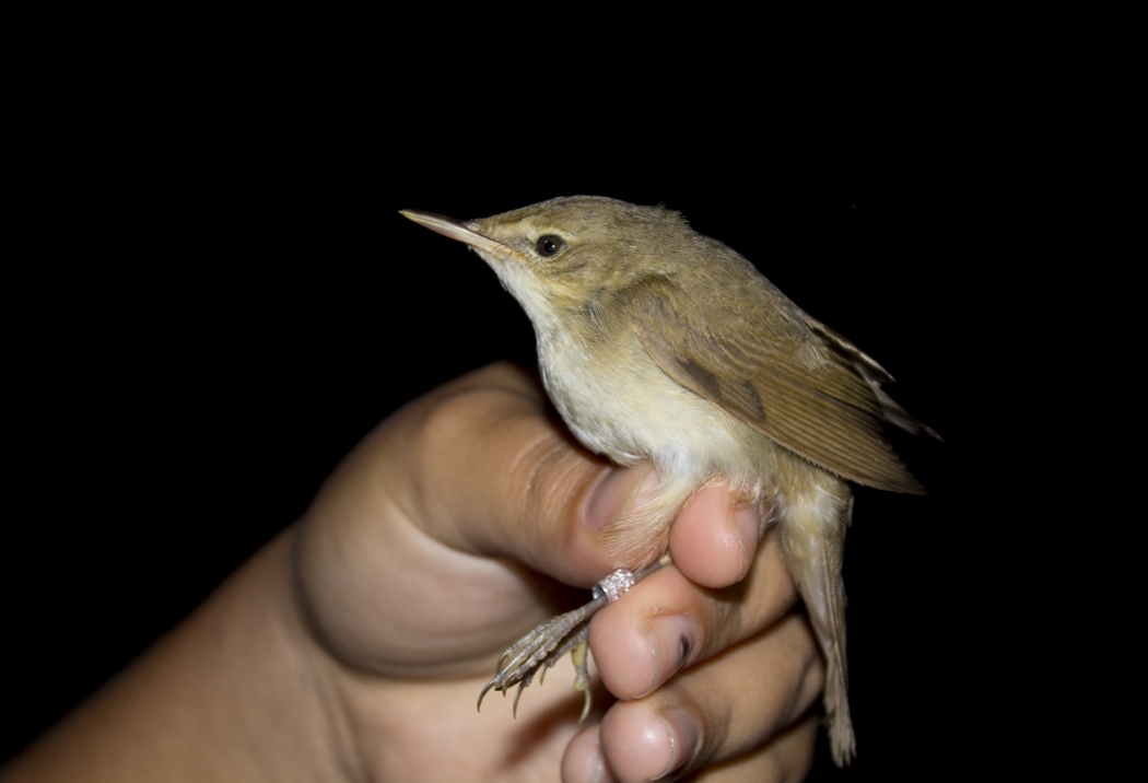kizilirmak-deltasi-cernek-halkalama-istasyonunda-kuzey-kamiscini!!!