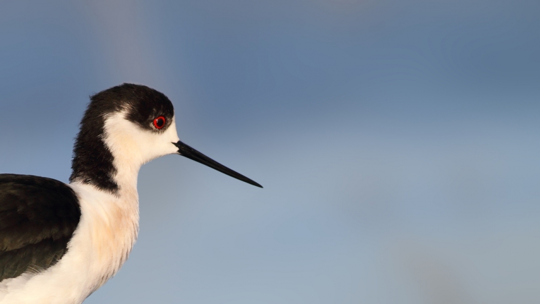 kus-profesorunden-izmir-kus-cennetini-kurtarin-cagrisi
