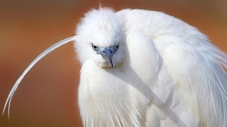 kus-fotografciligi-ve-ic-ses-!