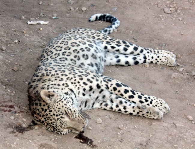 geriye-kac-leopar-kaldi