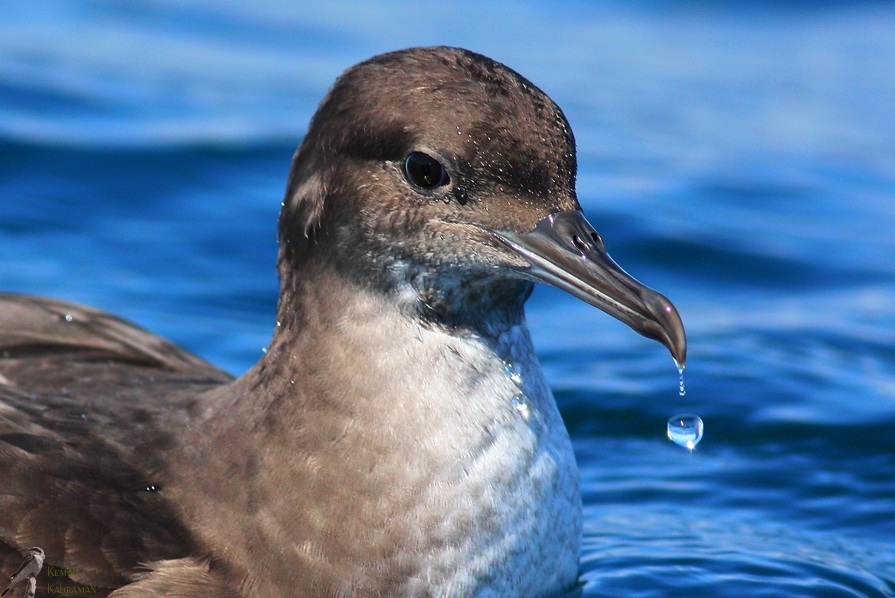 bogazin-gizemli-simgesi-yelkovan-kuslari