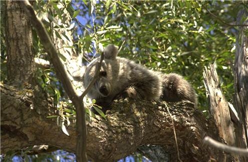 bolu\da-ayi-sayisi-200\e-ulasti