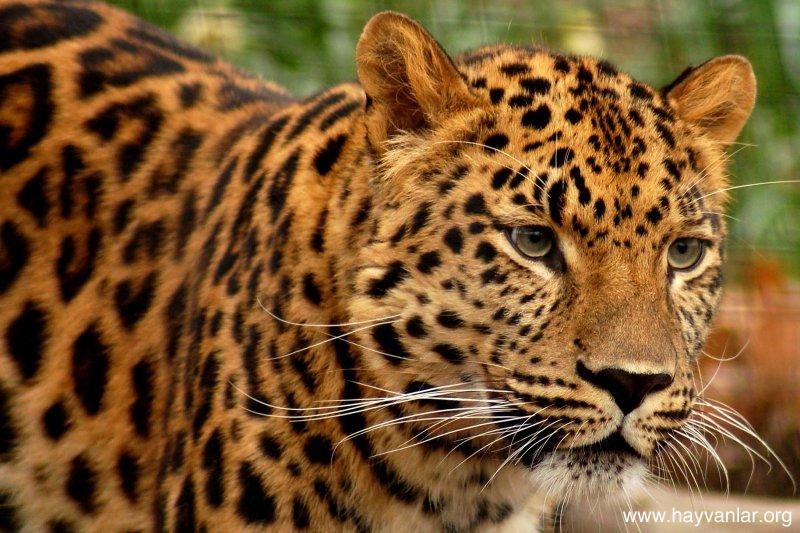 amur-leoparina-ait-nadir-video