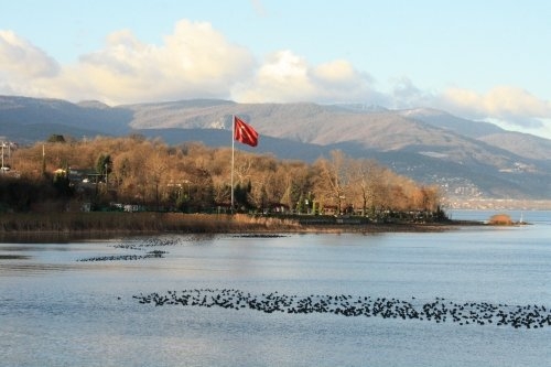 sapanca-golu\nu-bu-kus-kurtaracak