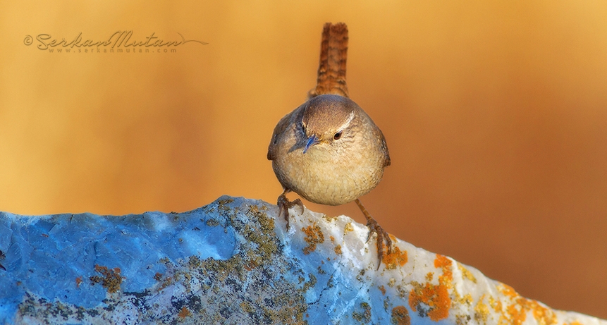 fotografta-yanlis-beyaz-dengesi-!