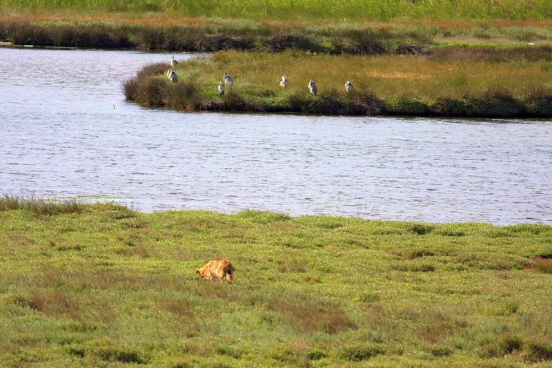 buyukcekmece-de-dort-ayakli-kus-avcisi!