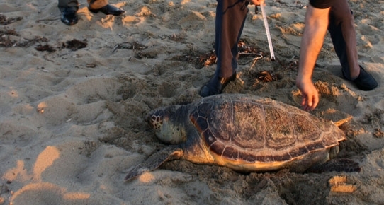 ayvalik\ta-caretta-carettayi-olduren-malzeme-cok-tanidik