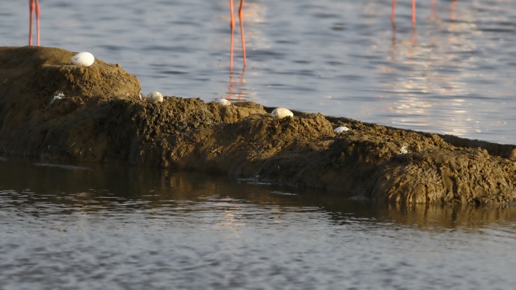 flamingolar-yuvaya-dondu!!!