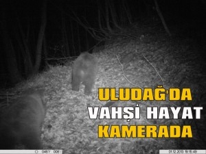 uludagda-vahsi-hayat-kamerada