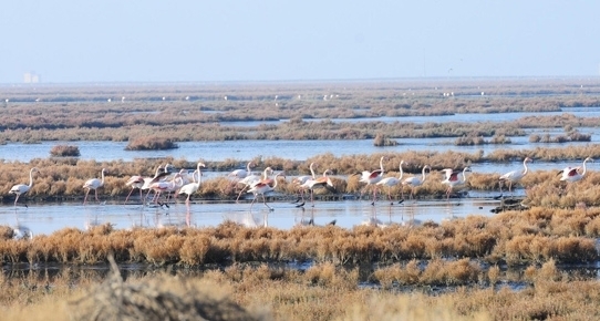 kiyi-ege-orman-bakanligi\ndan-davaci