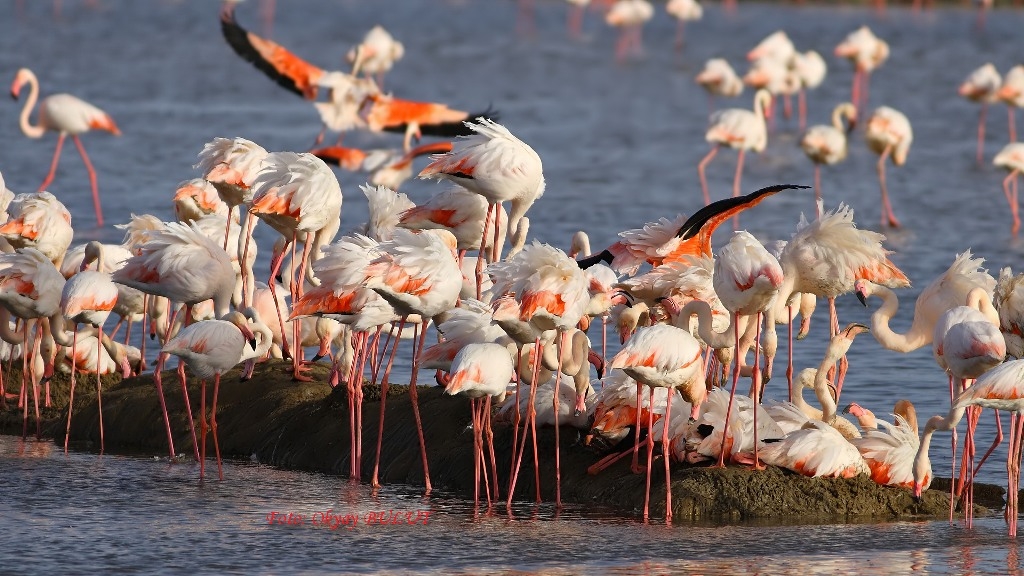 flamingolar-yuvaya-dondu!!!