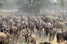 dogu-afrika-mahkemesi-serengeti-otoyol-insaatini-iptal-etti