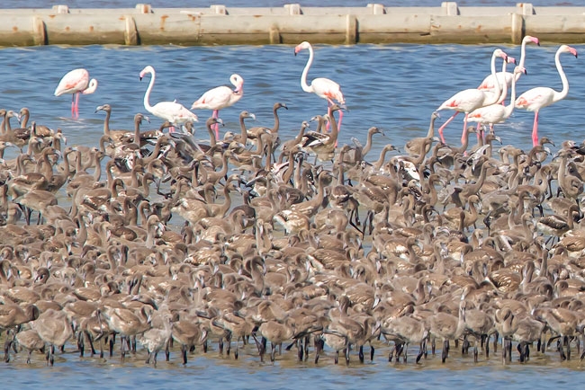 izmir-kus-cenneti\nde-binlerce-flamingo-yavrusu