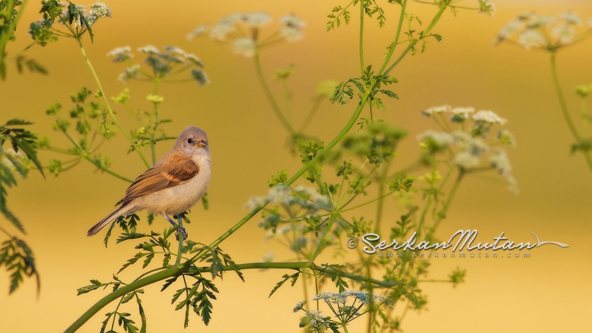 culhakususerkan-mutan\in-yeni-yazisi--
