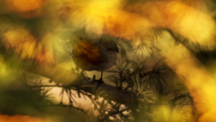 gulumseten-kareler-!--serkan-mutan\in-yeni-blog-yazisi