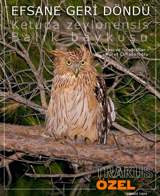 efsane-ile-tanistik-!