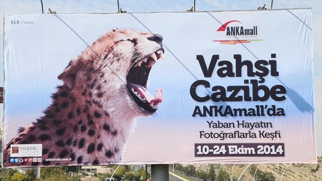 \\vahsi-cazibe\\-yaban-hayatini-kesfet