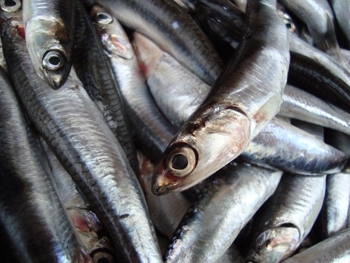 karadenizin-cokusu