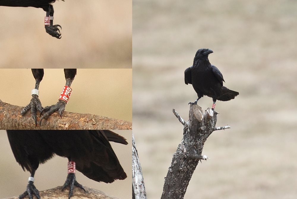 komsudan-yardim-talebi