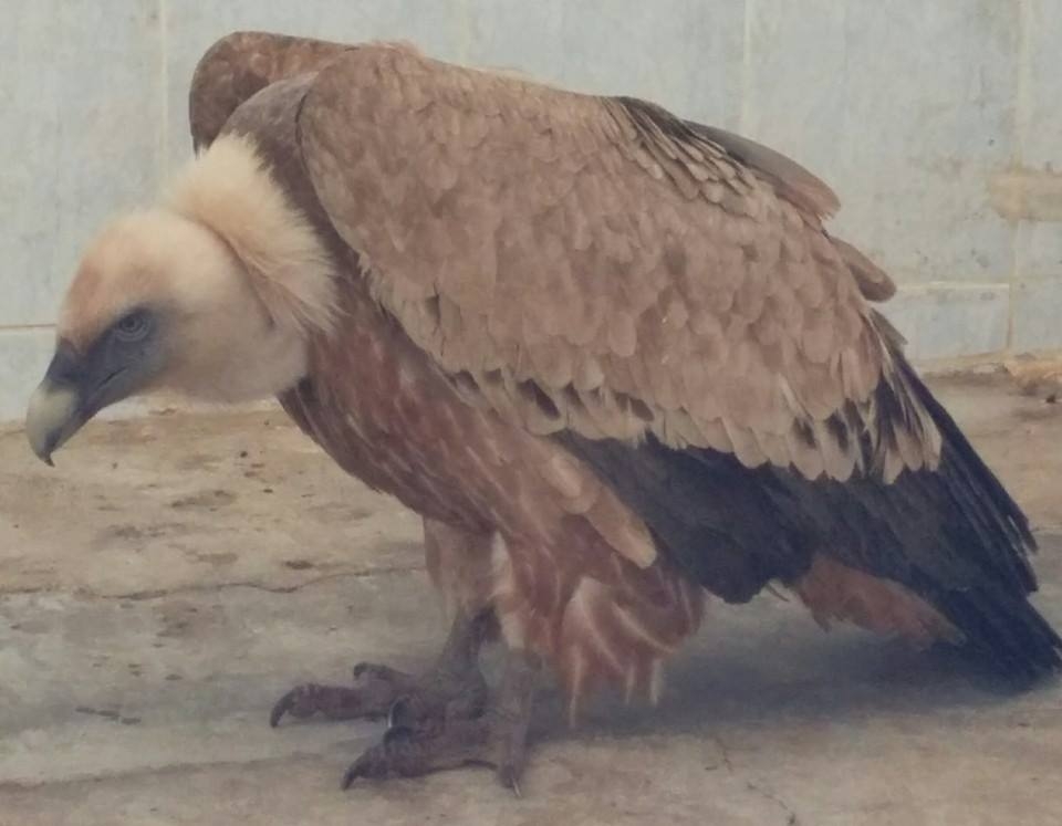 igdir\da-zehirlenme-suphesi