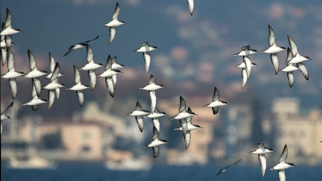 istanbul\un-yelkovanlari-birdguides\da