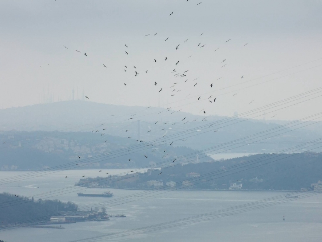 icimizden-biri--bosphorus-bird-migration---istanbul